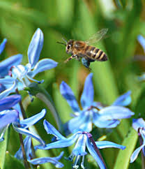 bij op bloem