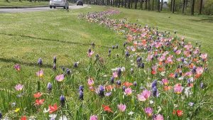 bloemenstrook slingerend door grasveld