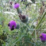 distel